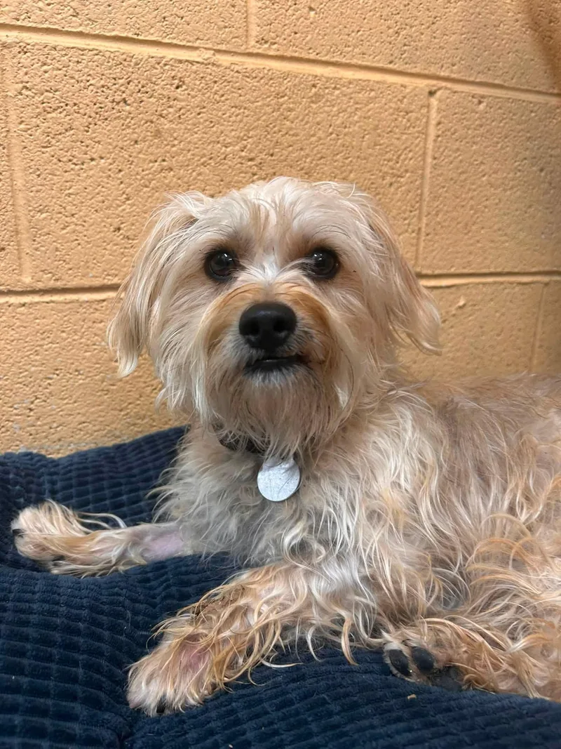 A young small-sized male Apricot / Beige West Highland White Terrier / Westie dog named Yeti for adoption in Bryson City, NC