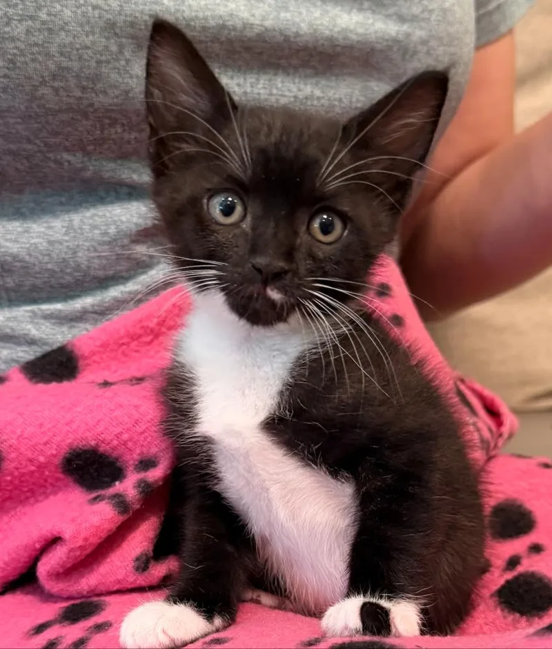 A baby small-sized female Black & White / Tuxedo Domestic Short Hair cat named Snowbell for adoption in Fort Lauderdale, FL