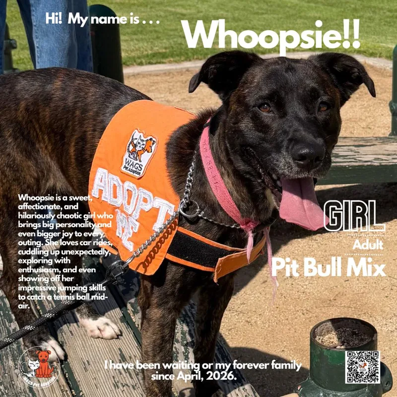 An adult medium-sized female Brindle Pit Bull Terrier dog named Whoopsie for adoption in Westminster, CA
