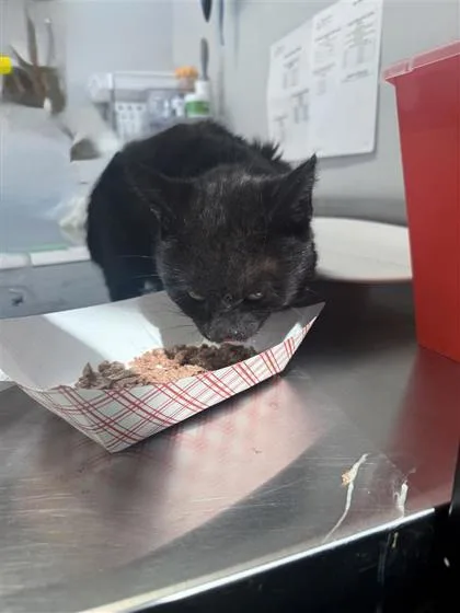 An adult small-sized male Domestic Short Hair cat named Meadow for adoption in West Chester, PA
