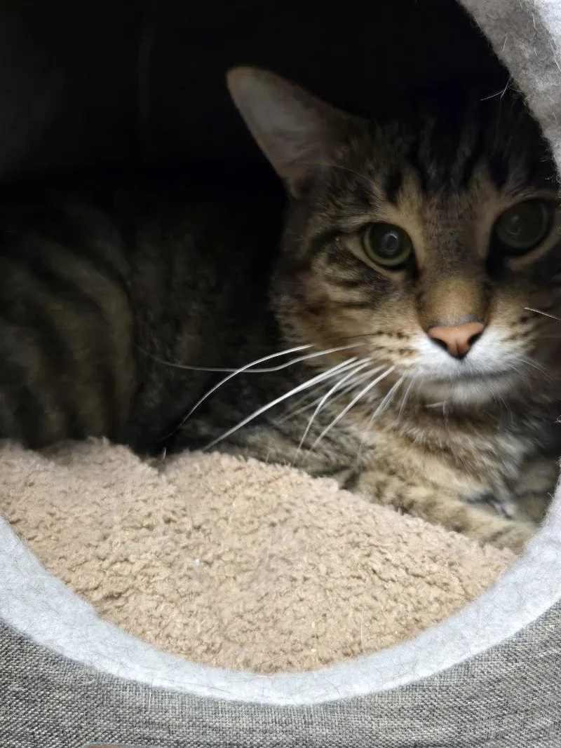 An adult large-sized male Tabby (Brown / Chocolate) American Bobtail cat named Bobby Hill for adoption in Yorkville, IL