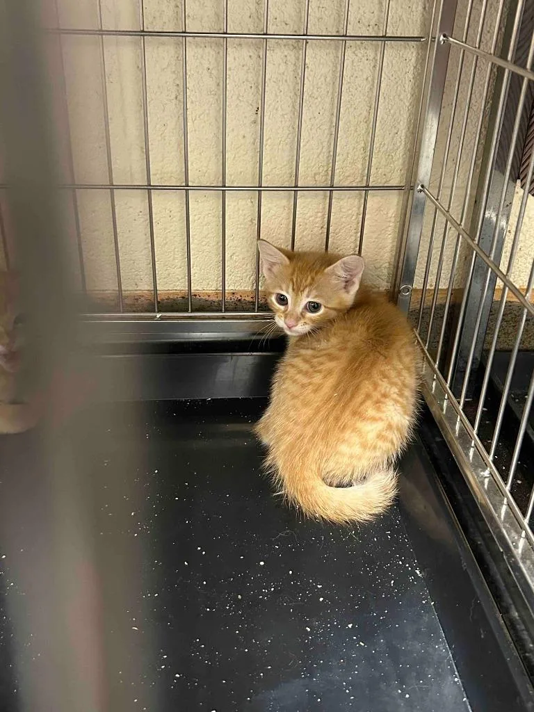 A baby small-sized female American Shorthair cat named Berkley for adoption in Glen Rose, TX