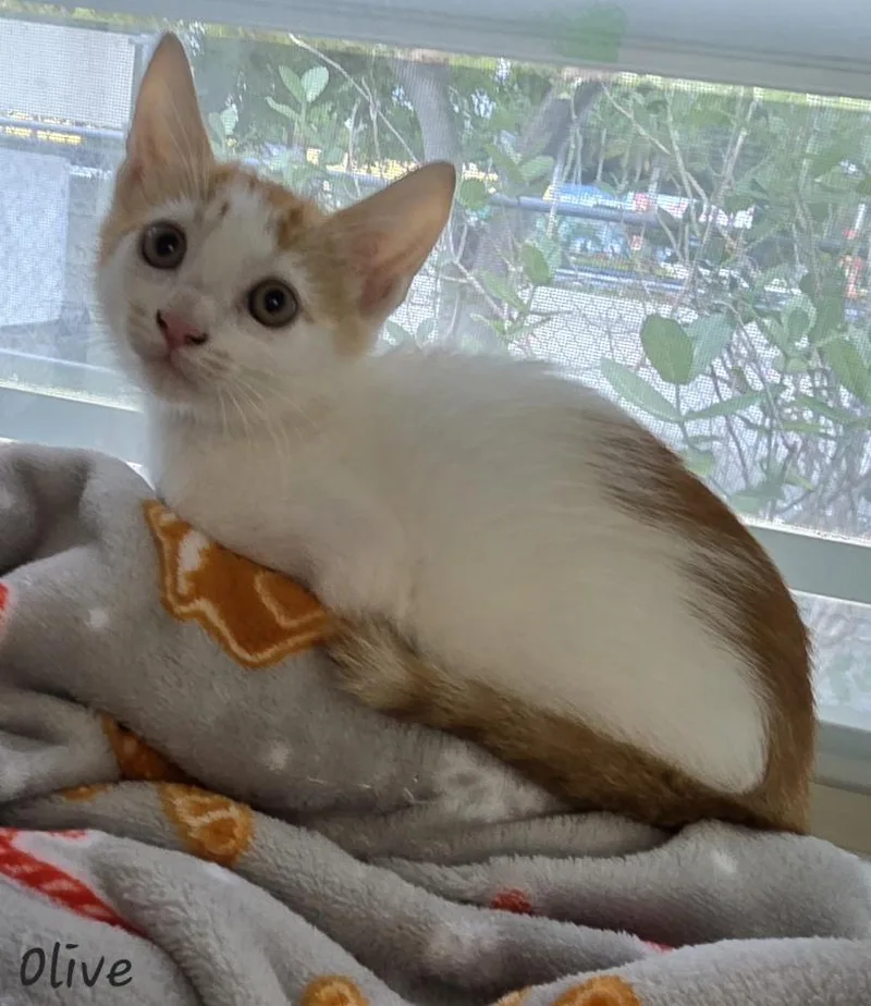 A young medium-sized female Orange & White Domestic Short Hair cat named Olive for adoption in Key Largo, FL