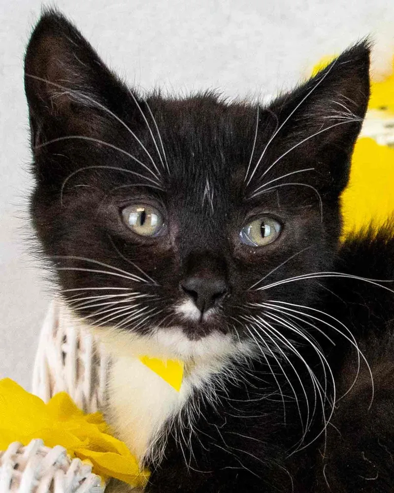 A baby medium-sized female Domestic Short Hair cat named Cherry for adoption in Kennesaw, GA