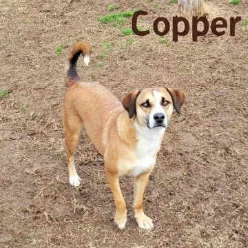 Copper