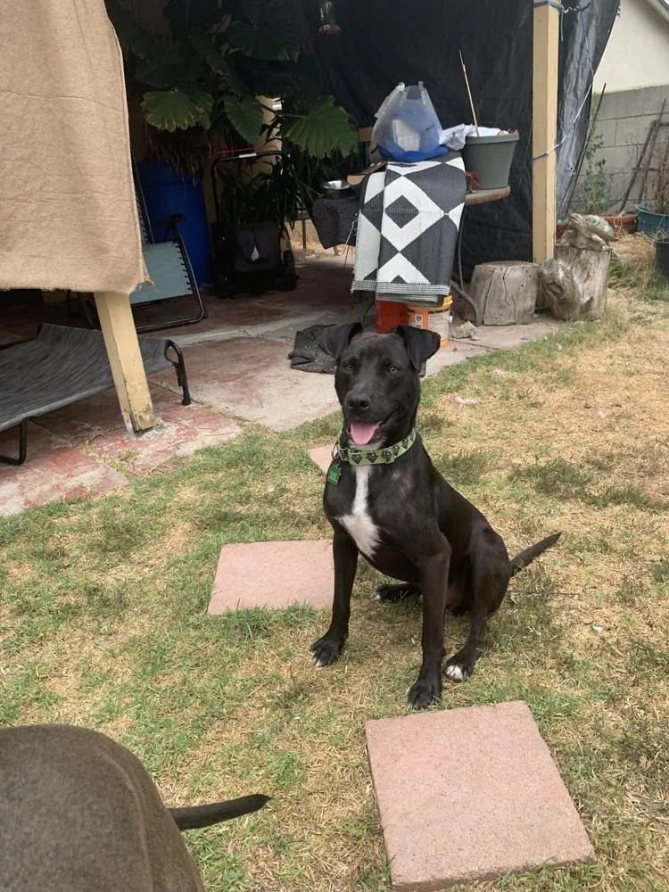 Left Eye thumbnail 5