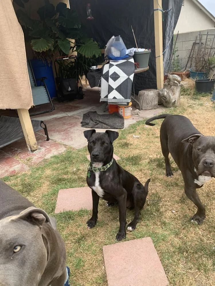 Left Eye thumbnail 6