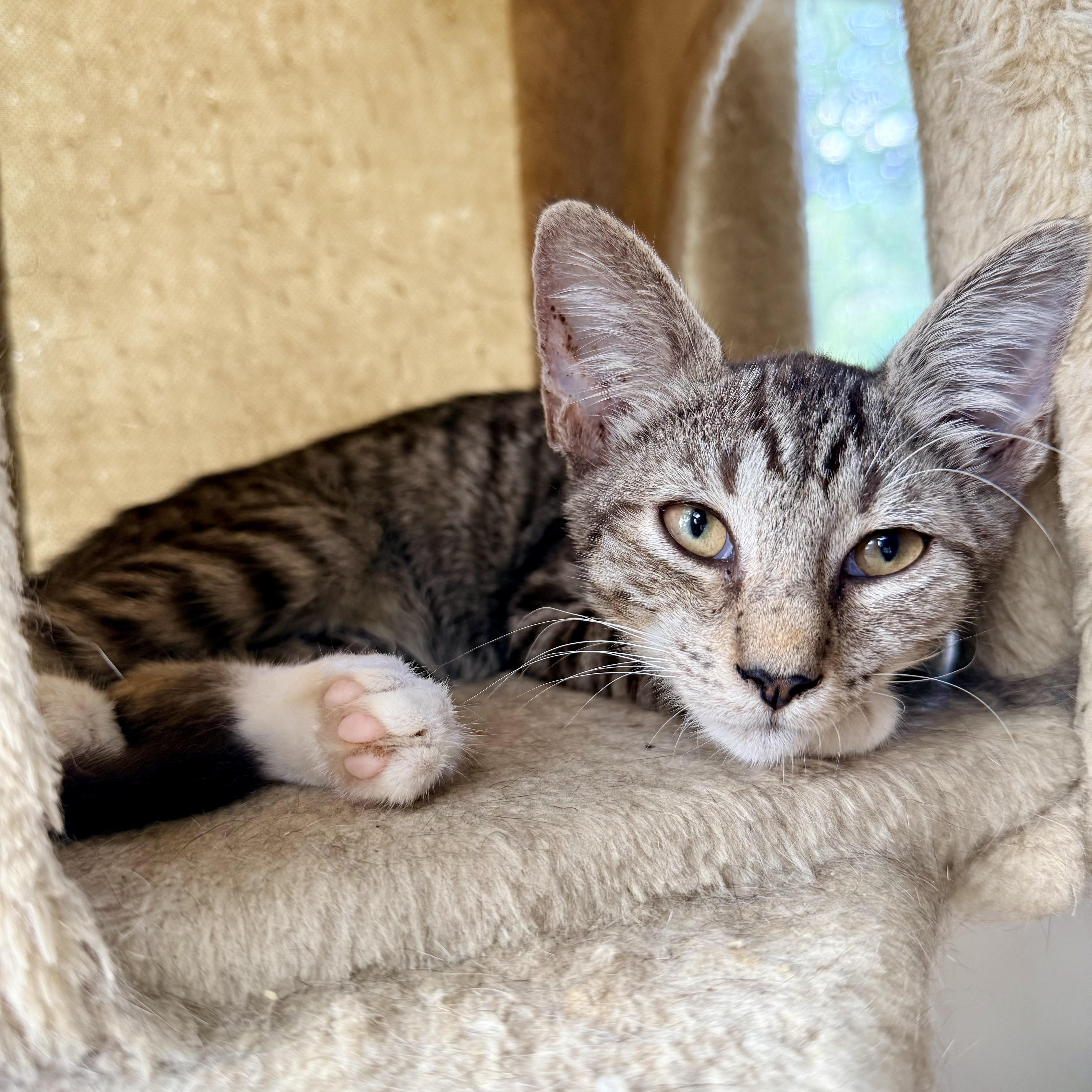 A baby small-sized male Tabby (Buff / Tan / Fawn) Domestic Short Hair cat named Miles & Coltrane for adoption in New York, NY
