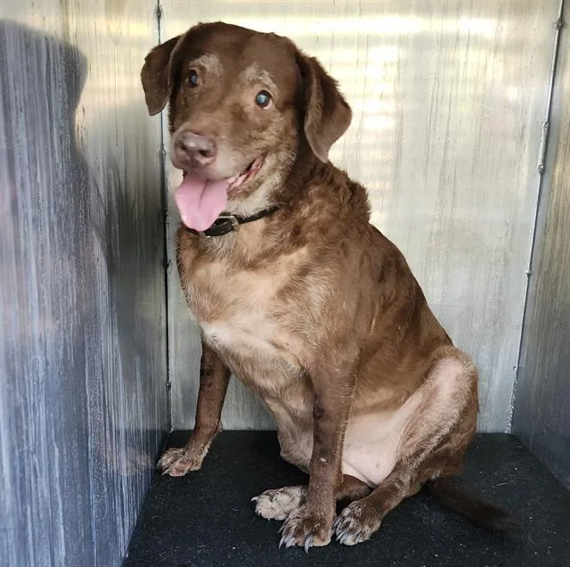 A senior large-sized female Labrador Retriever dog named Sweet Pea for adoption in San Antonio, TX