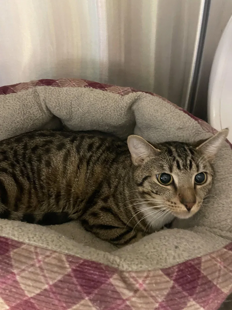 A young medium-sized male Tabby cat named Whylie for adoption in Georgetown, KY