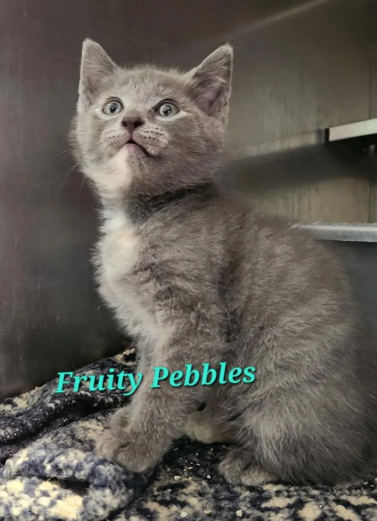 A baby small-sized female Domestic Short Hair cat named Fruity Pebbles for adoption in Cambridge, MD