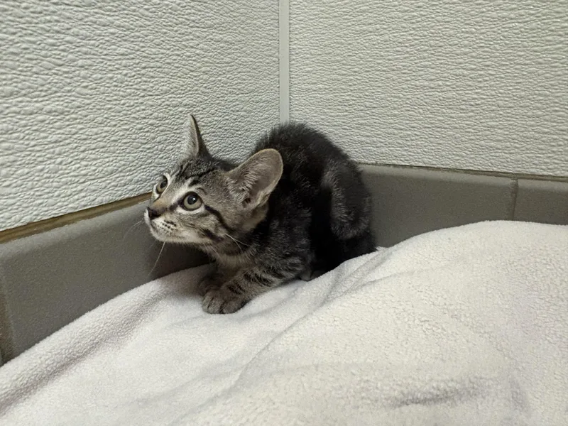A young medium-sized female Tabby (Brown / Chocolate) Domestic Short Hair cat named Scylla for adoption in Hays, KS