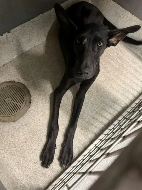 Yoda