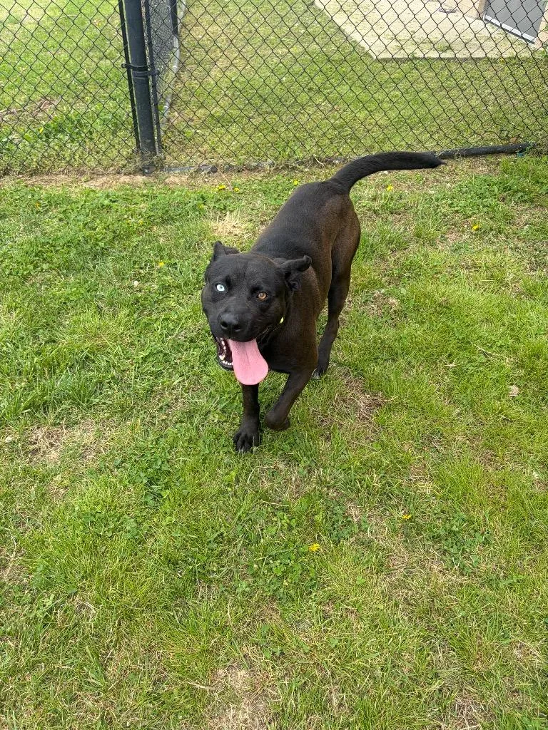 A young large-sized male Mixed Breed dog named Hopper for adoption in Gallatin, TN