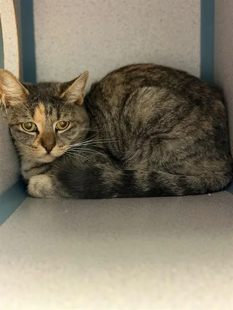 An adult medium-sized female Domestic Short Hair cat named Cleo for adoption in Agoura, CA