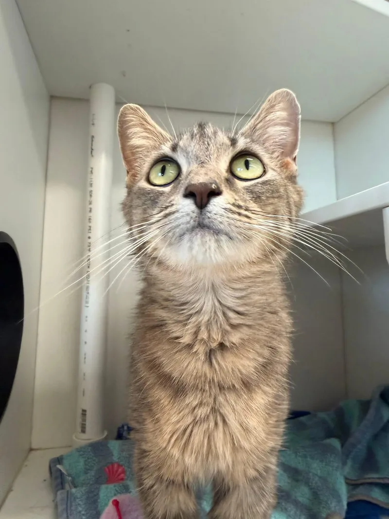 An adult medium-sized female Tabby (Gray / Blue / Silver) Domestic Short Hair cat named Croque Madame for adoption in Evanston, IL