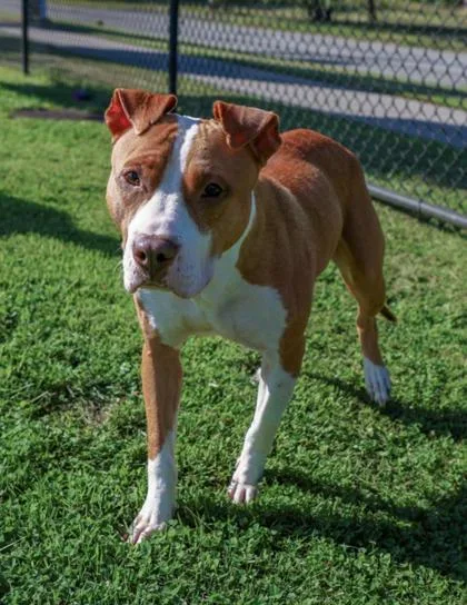An adult large-sized female Pit Bull Terrier dog named Mona for adoption in Westland, MI