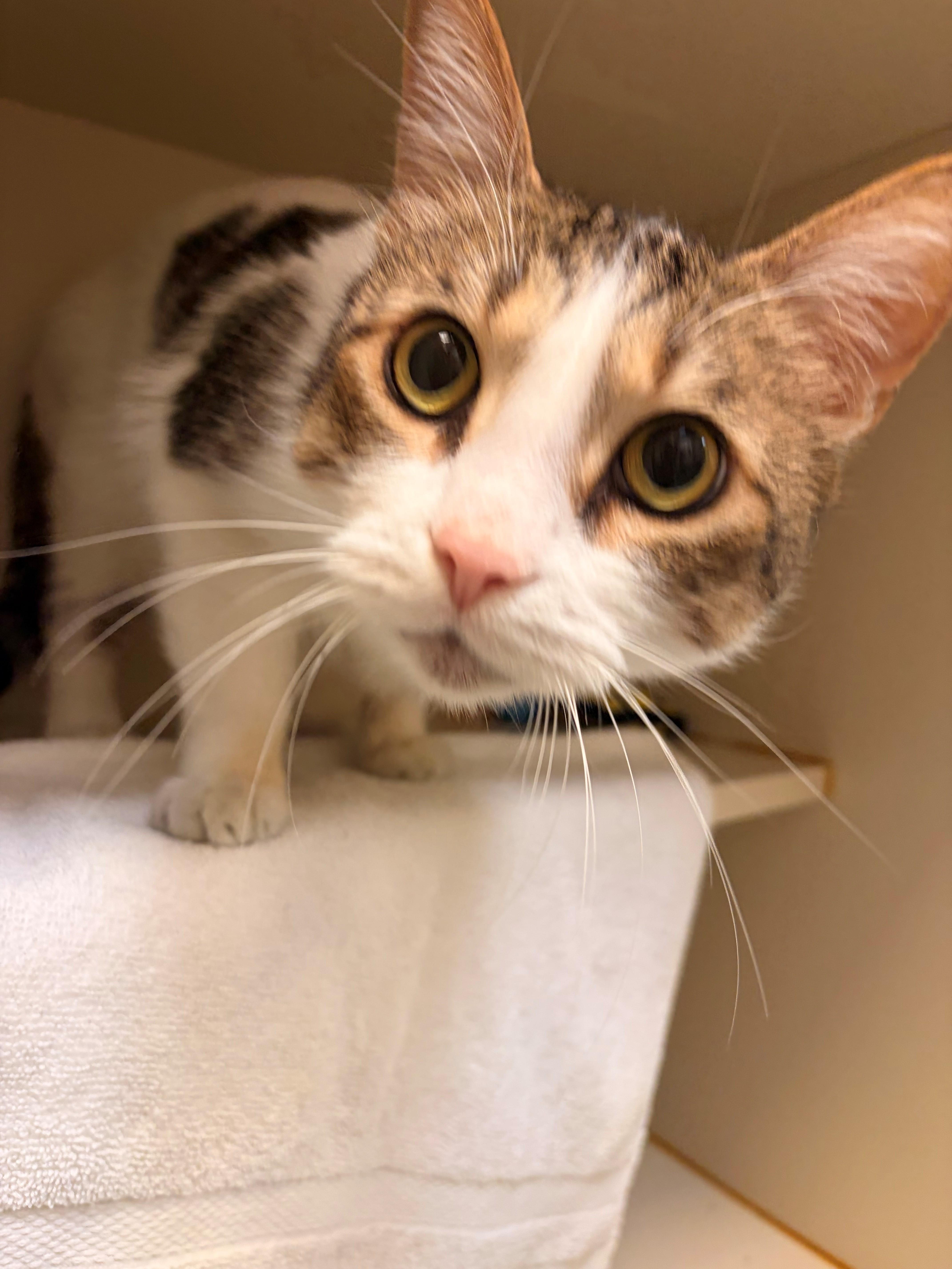 The Cat thumbnail 2
