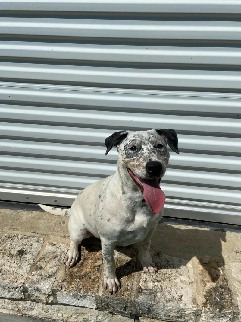A young medium-sized female Australian Cattle Dog / Blue Heeler dog named Lois for adoption in Schertz, TX