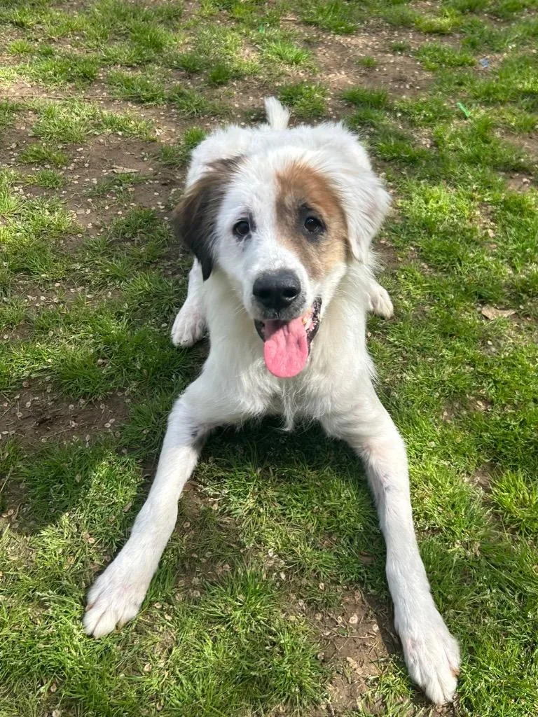 An adult medium-sized male Mixed Breed dog named Buddha for adoption in Benton, AR