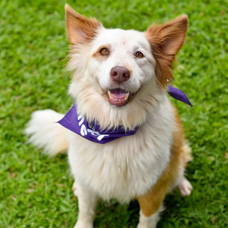 A senior medium-sized female White / Cream Mixed Breed dog named Arwen for adoption in Kailua Kona, HI