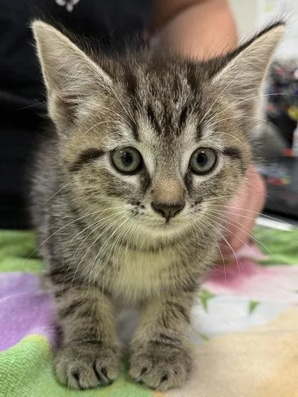 A baby small-sized female Domestic Short Hair cat named Miss Donkey for adoption in Fishers, IN