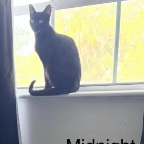 A baby medium-sized female Black Domestic Short Hair cat named Midnight for adoption in Tampa, FL