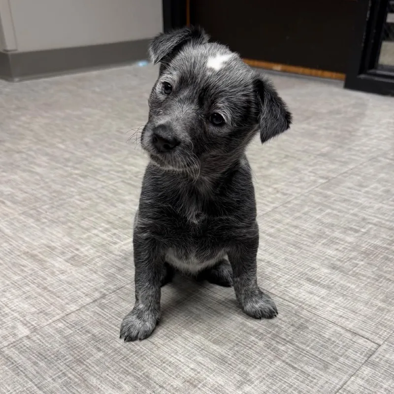 A baby small-sized female Gray / Blue / Silver Australian Cattle Dog / Blue Heeler dog named Koala for adoption in Naperville, IL