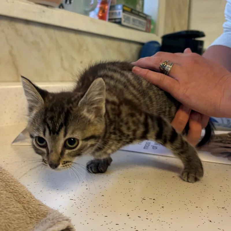 A baby small-sized female Brown / Chocolate Domestic Short Hair cat named Squirt for adoption in Chehalis, WA