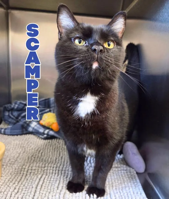 An adult medium-sized male Black Domestic Short Hair cat named Scamper for adoption in Nevada, IA