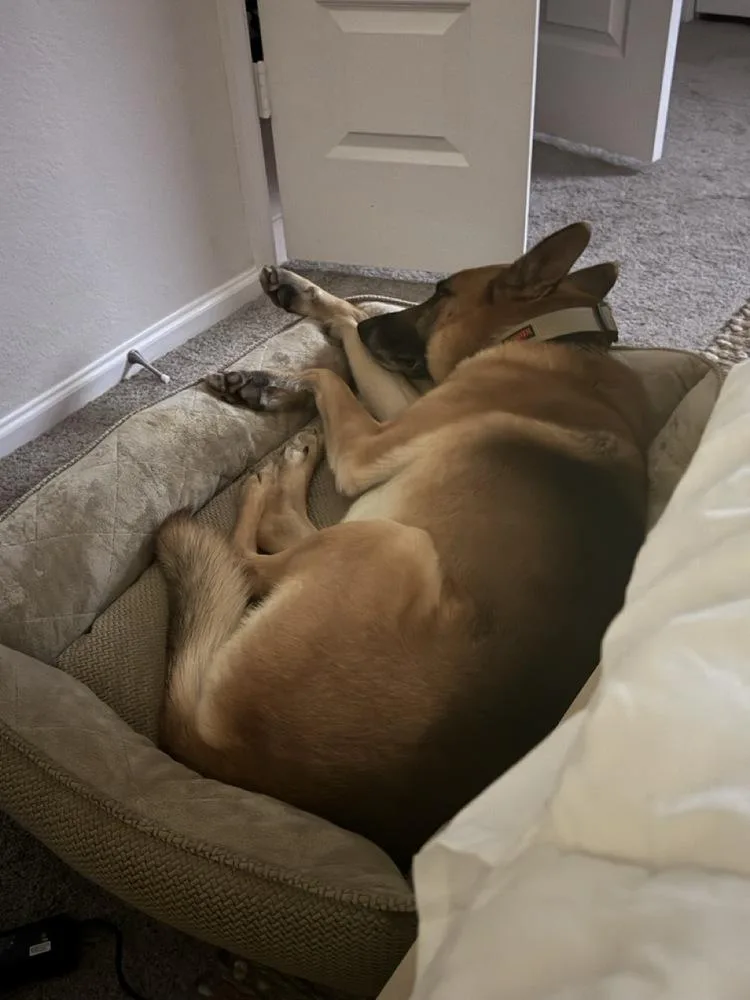 An adult large-sized male Tricolor (Brown, Black, & White) German Shepherd Dog dog named Charlie for adoption in Houston, TX