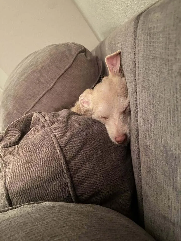 An adult small-sized female Chihuahua dog named Dabble for adoption in Littleton, CO