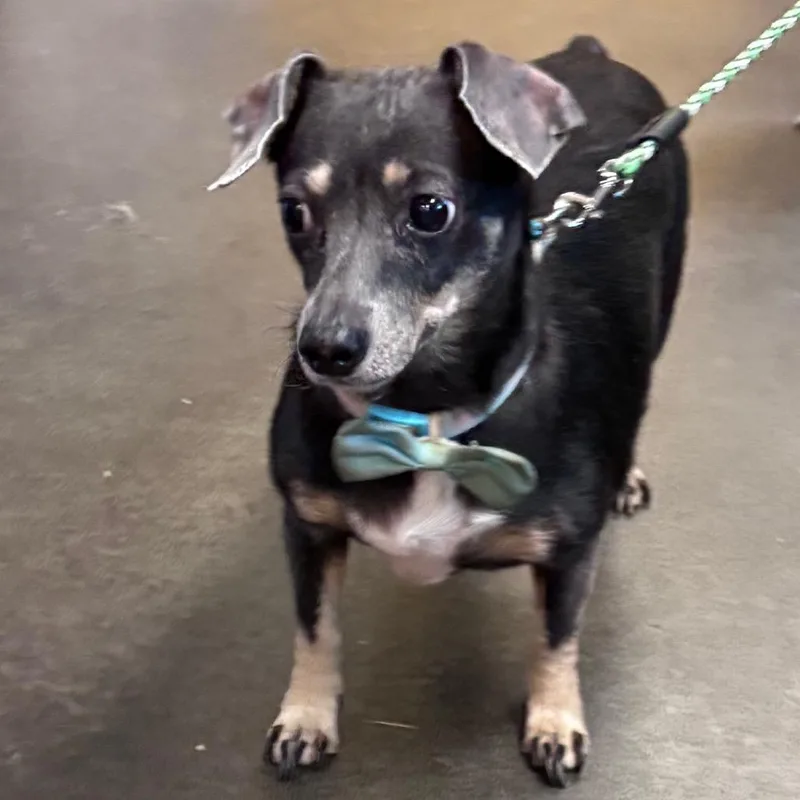 A senior small-sized female Dachshund dog named Mulder for adoption in Norman, OK