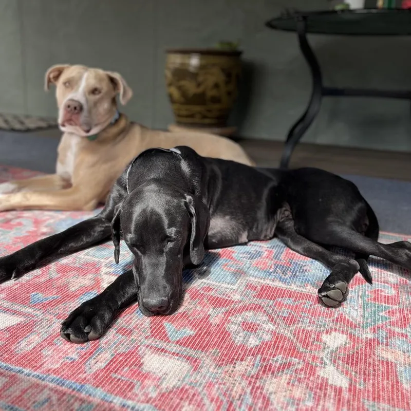 An adult large-sized female Black Mixed Breed dog named Ember for adoption in Spokane, WA
