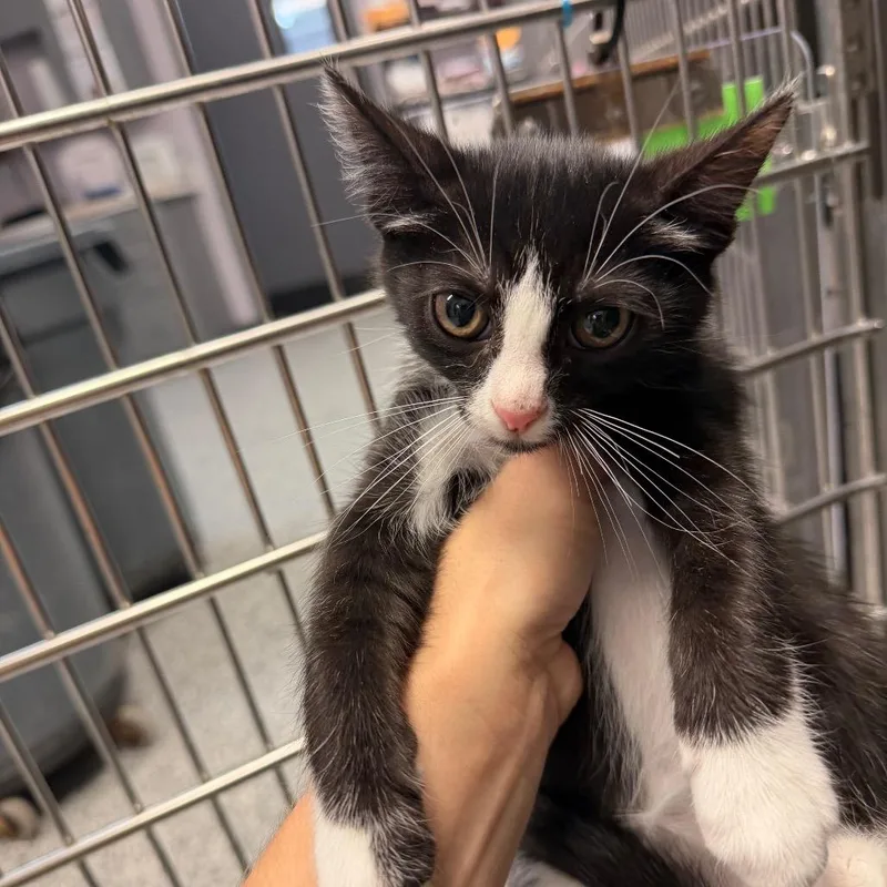 A baby small-sized male Black Domestic Short Hair cat named Blaze for adoption in Port Charlotte, FL