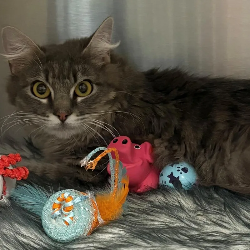 A young medium-sized female Gray / Blue / Silver Domestic Medium Hair cat named Miss Newark for adoption in East Hanover, NJ