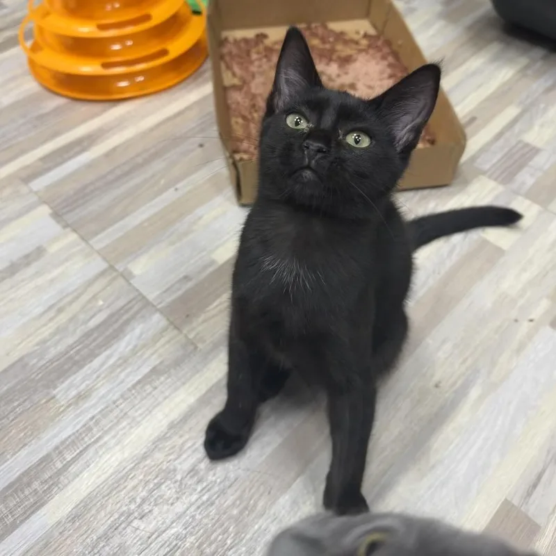 A baby small-sized female Black Domestic Short Hair cat named Caesium for adoption in Westminster, CA