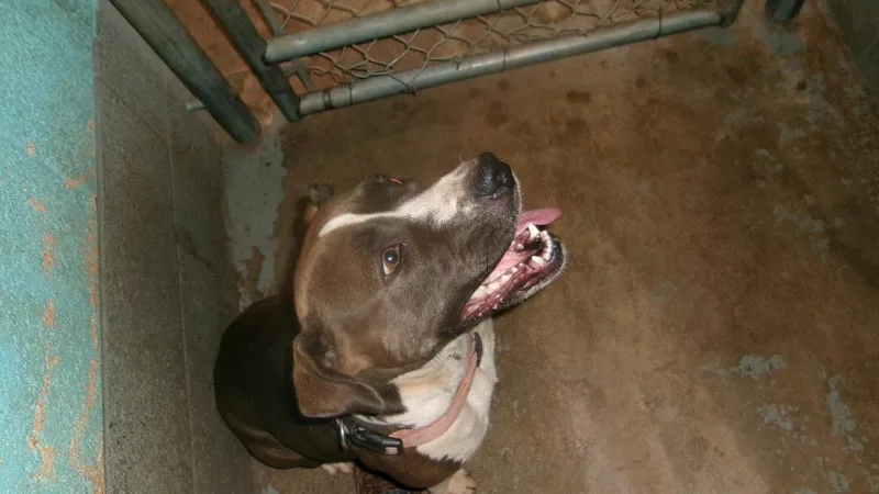 A young medium-sized female Pit Bull Terrier dog named Hope for adoption in Winslow, AZ