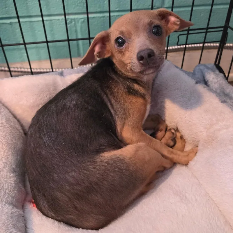 An adult small-sized female Black Chihuahua dog named Valkyrie for adoption in Jefferson city, TN