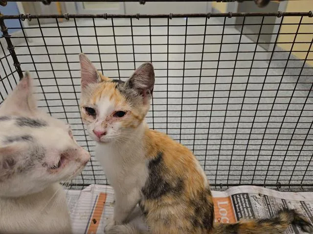 A baby small-sized female Domestic Short Hair cat named Crystal for adoption in Tustin, CA