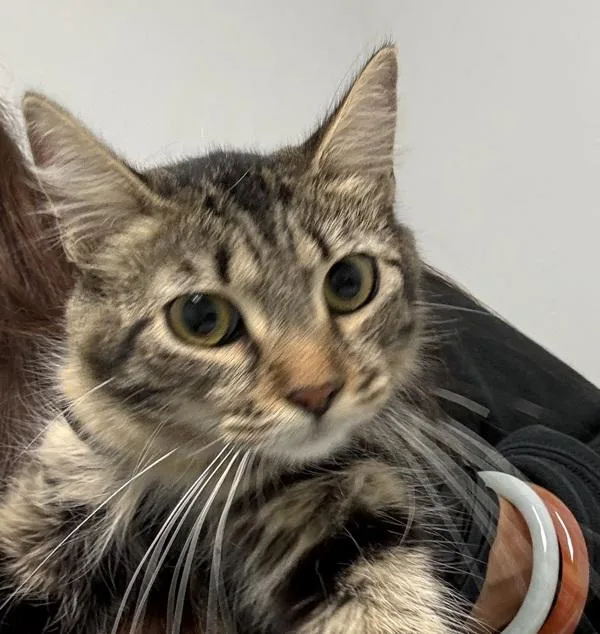 A baby medium-sized female Domestic Long Hair cat named Rose for adoption in San Diego, CA