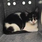 A young medium-sized female Domestic Short Hair cat named Kathy for adoption in Knoxville, TN