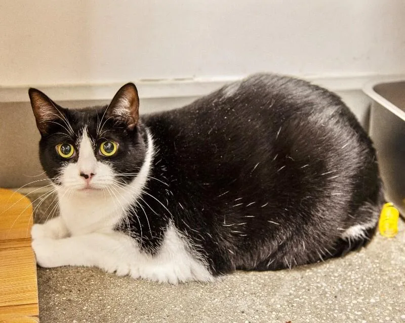 An adult medium-sized female Black Domestic Short Hair cat named Isabella for adoption in North Babylon, NY