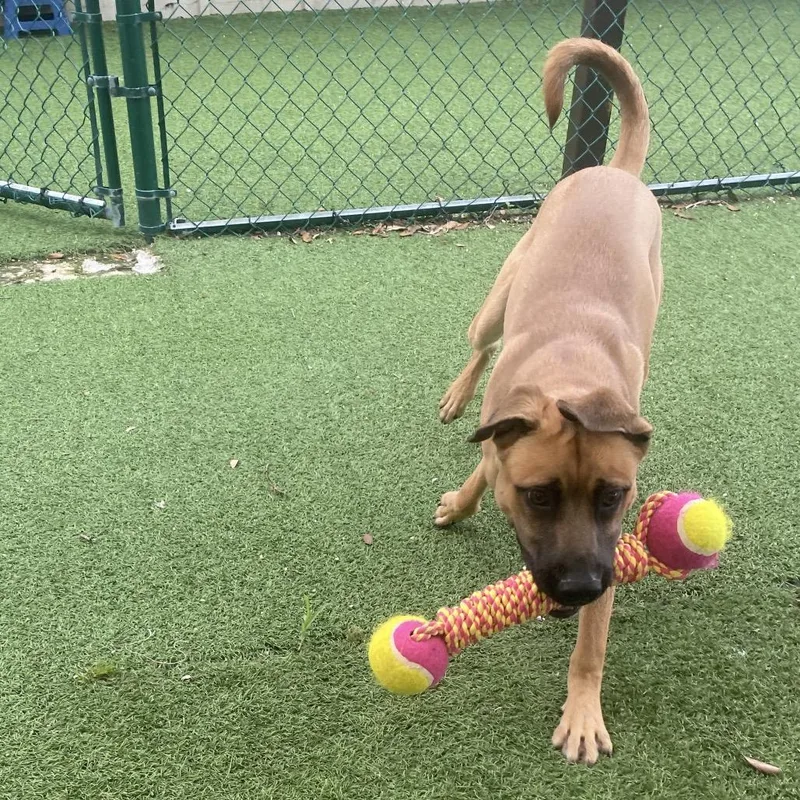 A young medium-sized male Brown / Chocolate Mixed Breed dog named Link for adoption in LOXAHATCHEE, FL