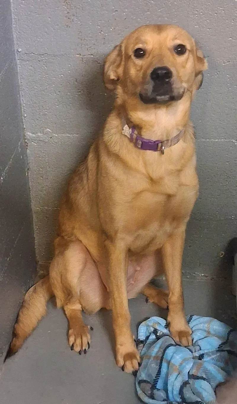 An adult medium-sized female Labrador Retriever dog named Harper for adoption in Stuart, VA