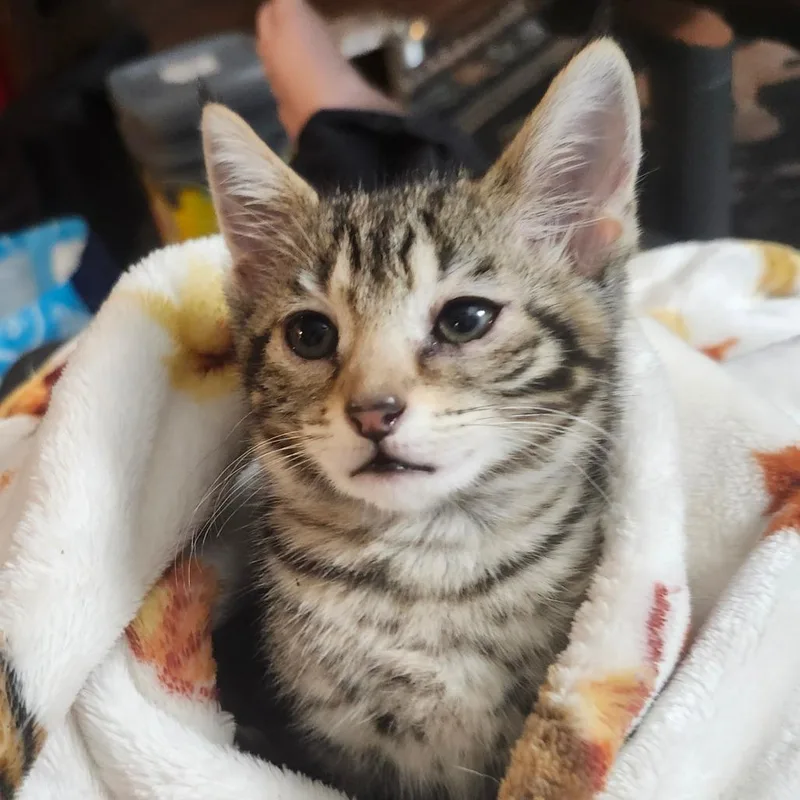 Mochi Wesleyar thumbnail 2