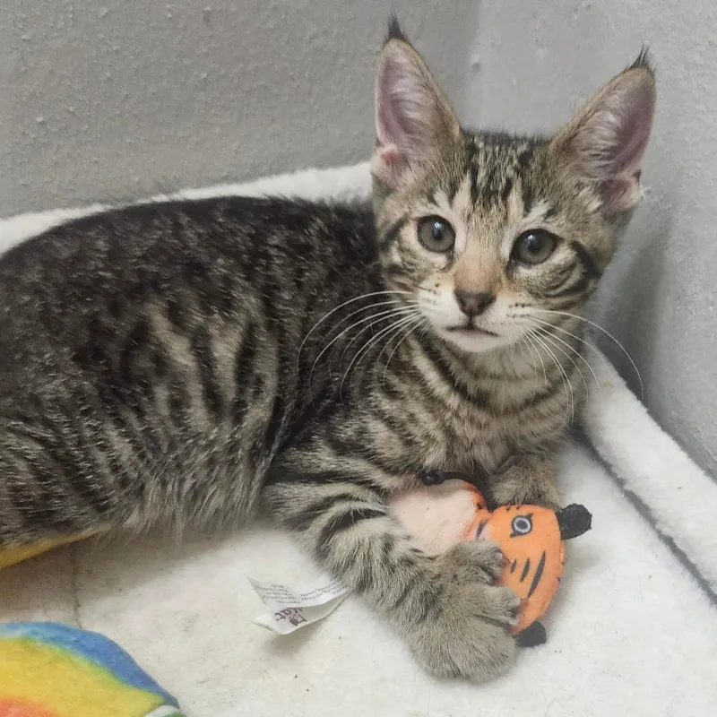 Mochi Wesleyar thumbnail 3