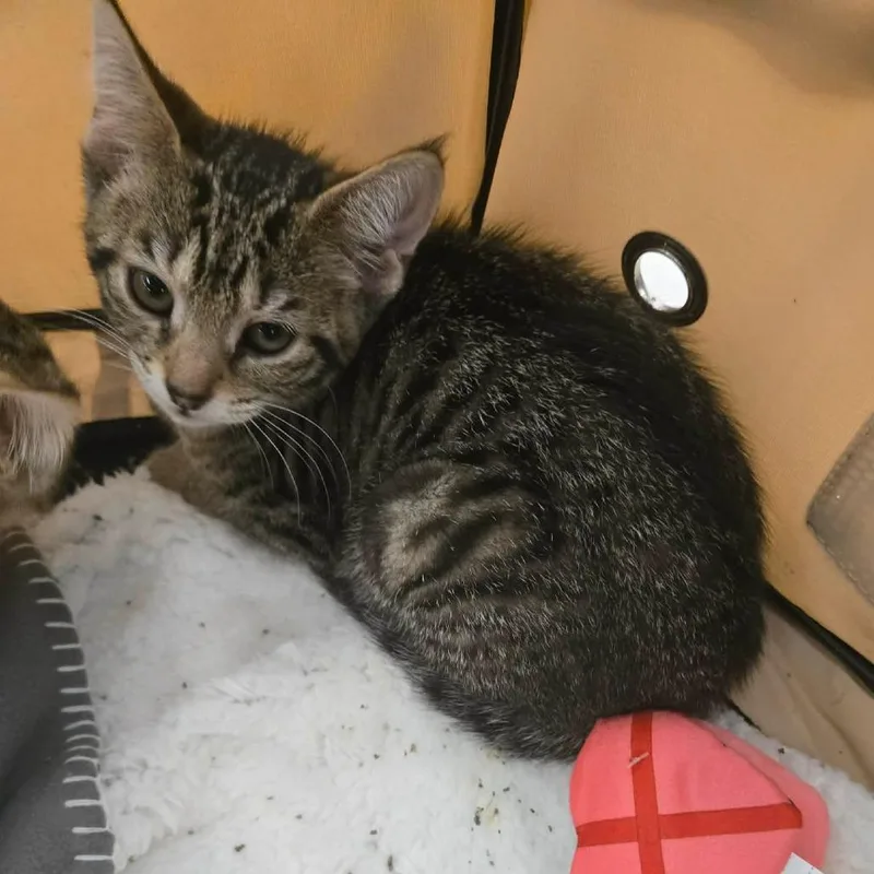 Mochi Wesleyar thumbnail 4