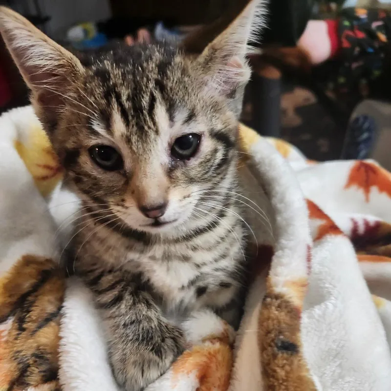 Mochi Wesleyar thumbnail 5