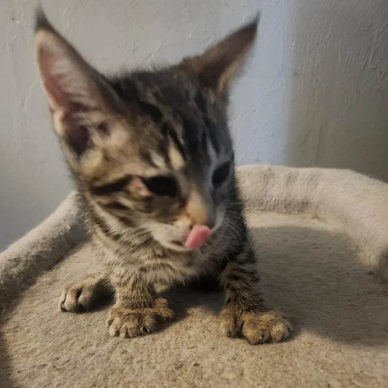 Mochi Wesleyar thumbnail 6